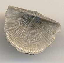Brachiopod-<i>Leptostrophia?</I>